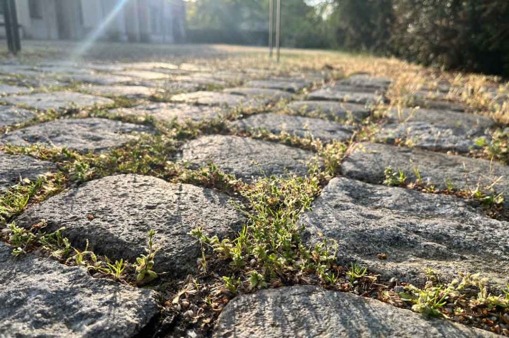 Das Bild zeigt einen Hinterhof mit Pflastersteinen und Unkraut.